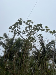 Cecropia schreberiana