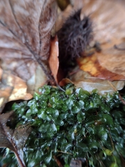 Rhizomnium punctatum