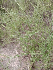 Cyclolepis genistoides