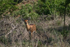 Raphicerus campestris campestris