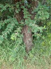 Vachellia rehmanniana