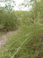 Cyclolepis genistoides