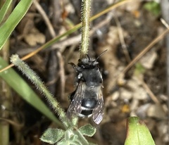 Anthophora alluaudi