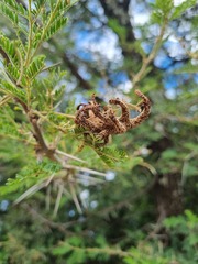 Vachellia rehmanniana