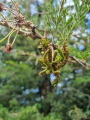 Vachellia rehmanniana