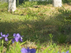 Emberiza spodocephala