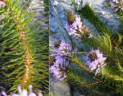 Merciera azurea