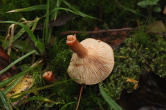 Lactarius aurantiacus