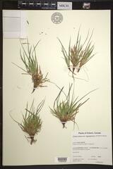 Carex tonsa rugosperma