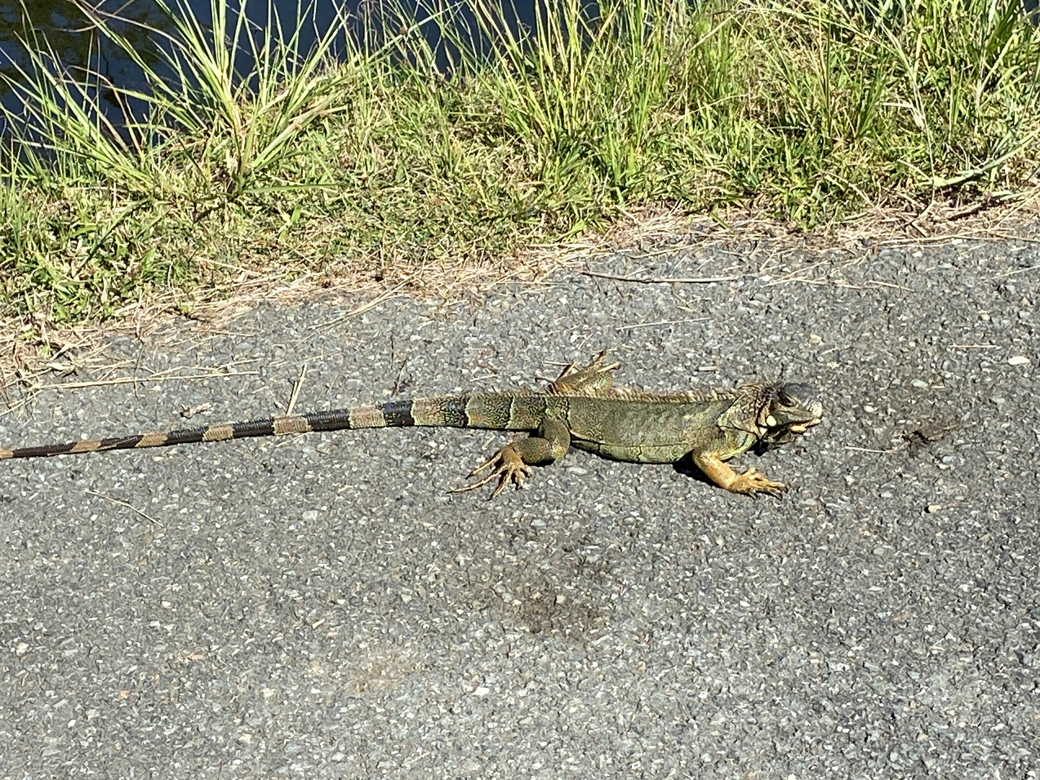 Iguana iguana (Linnaeus, 1758)