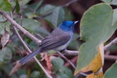 Hypothymis azurea oberholseri