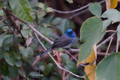Hypothymis azurea oberholseri
