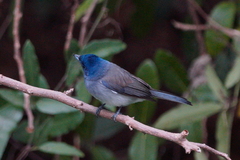 Hypothymis azurea oberholseri