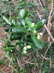 Alyxia tisserantii