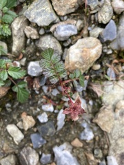 Rubus taiwanicola