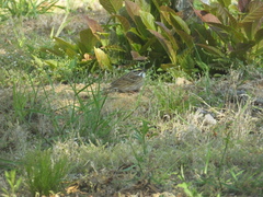 Emberiza chrysophrys