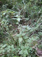 Urtica dioica
