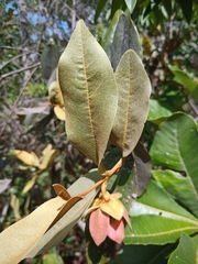 Duguetia furfuracea