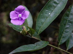 Brunfelsia grandiflora