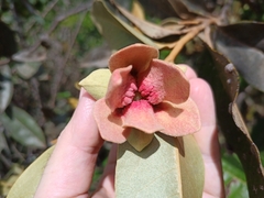 Duguetia furfuracea