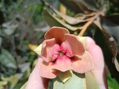 Duguetia furfuracea