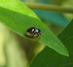 Coptosoma variegatum