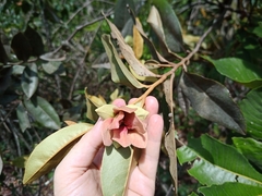 Duguetia furfuracea