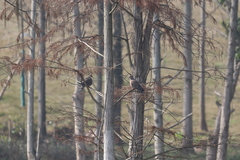 Streptopelia orientalis