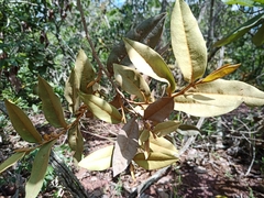 Duguetia furfuracea