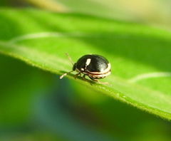 Coptosoma variegatum