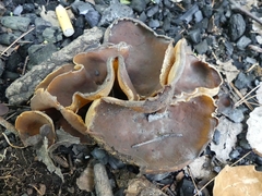Peziza varia