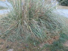 Austroderia richardii