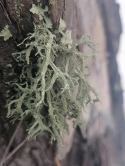 Evernia mesomorpha