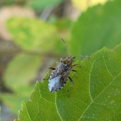 Stictopleurus punctiventris