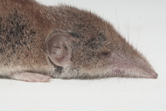 Crocidura