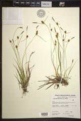 Carex lepidocarpa