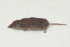 Crocidura