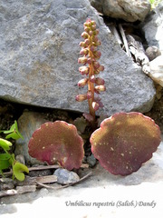 Umbilicus rupestris