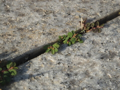 Euphorbia humifusa