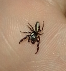 Dendryphantes mordax