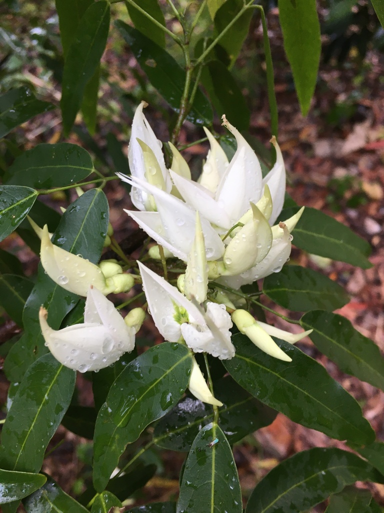 Arthroclianthus angustifolius