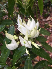 Arthroclianthus