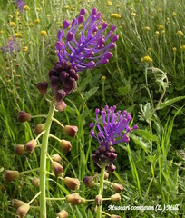 Muscari comosum