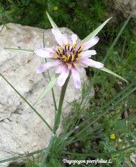 Tragopogon porrifolius