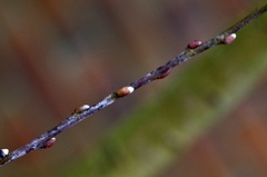 Salix irrorata