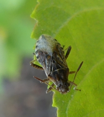 Stictopleurus punctiventris