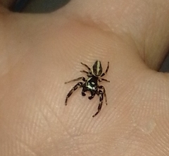 Dendryphantes mordax