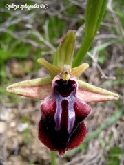 Ophrys sphegodes