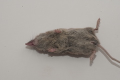 Crocidura