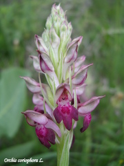 Anacamptis coriophora